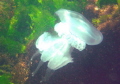   Jellyfish shallow  